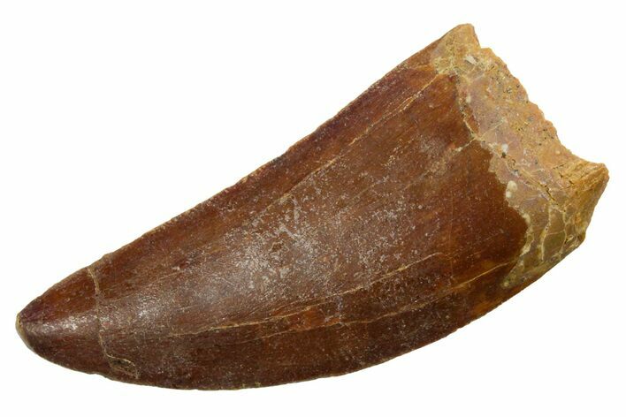 Serrated, Carcharodontosaurus Tooth - Real Dinosaur Tooth #351631